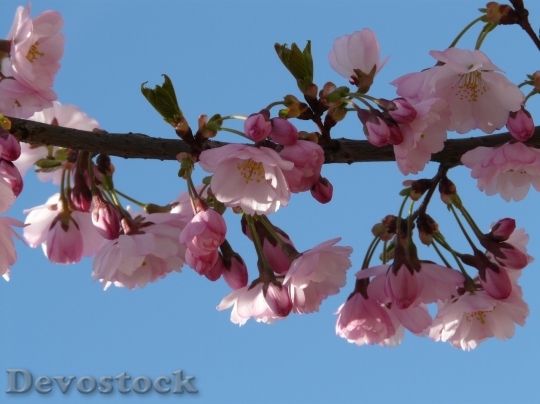Devostock Cherry blossoms  (307)
