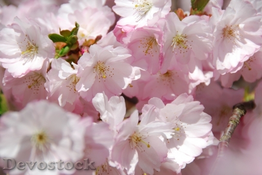 Devostock Cherry blossoms  (312)