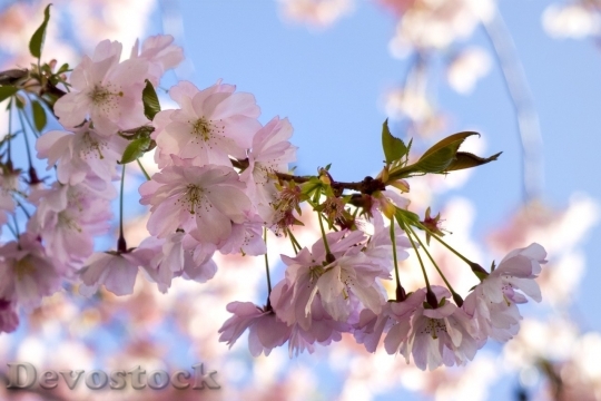 Devostock Cherry blossoms  (339)
