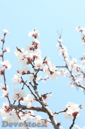 Devostock Cherry blossoms  (34)