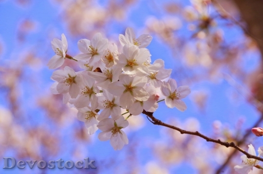 Devostock Cherry blossoms  (344)