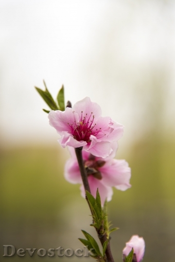 Devostock Cherry blossoms  (347)