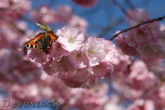 Devostock Cherry blossoms  (348)