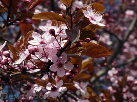Devostock Cherry blossoms  (354)