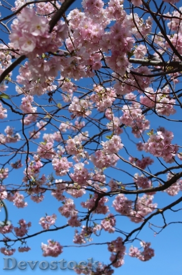 Devostock Cherry blossoms  (36)