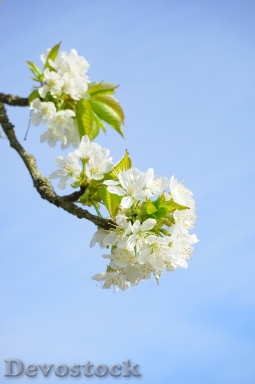 Devostock Cherry blossoms  (363)