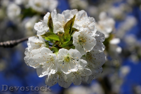 Devostock Cherry blossoms  (366)