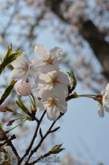 Cherry blossoms (374) - Devostock Download Free images , Public domain ...