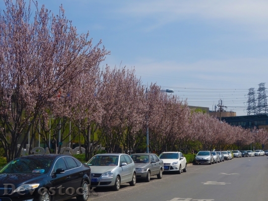 Devostock Cherry blossoms  (38)