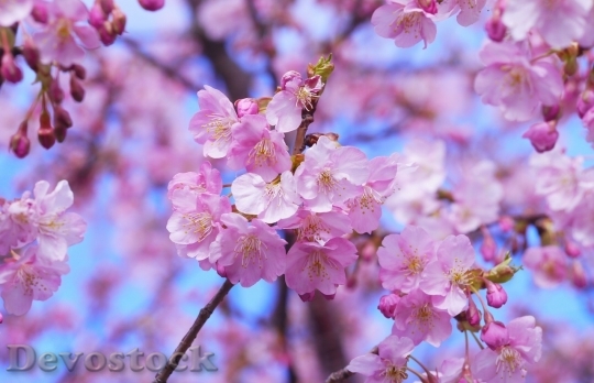 Devostock Cherry blossoms  (384)