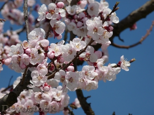 Devostock Cherry blossoms  (394)