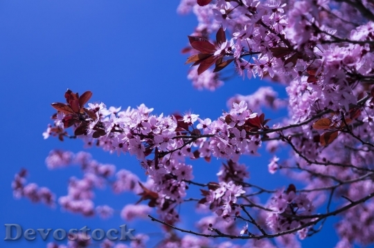 Devostock Cherry blossoms  (397)