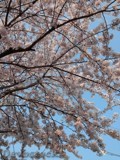 Devostock Cherry blossoms  (4)
