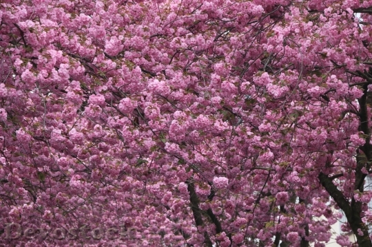 Devostock Cherry blossoms  (406)