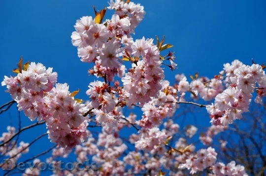 Devostock Cherry blossoms  (408)