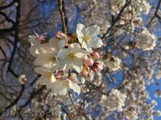 Devostock Cherry blossoms  (412)