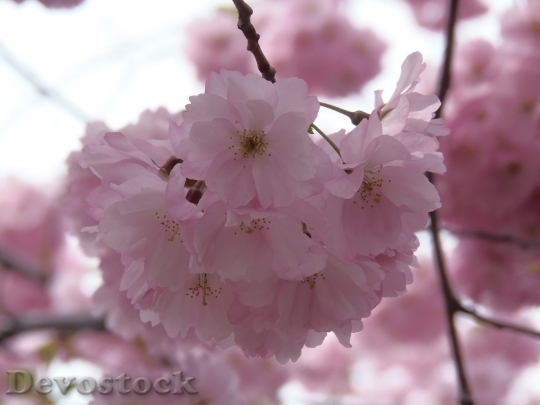 Devostock Cherry blossoms  (42)