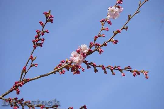 Devostock Cherry blossoms  (421)