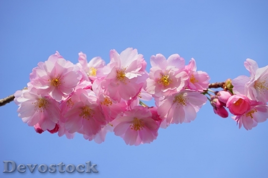 Devostock Cherry blossoms  (428)