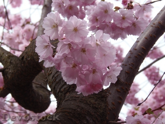Devostock Cherry blossoms  (43)