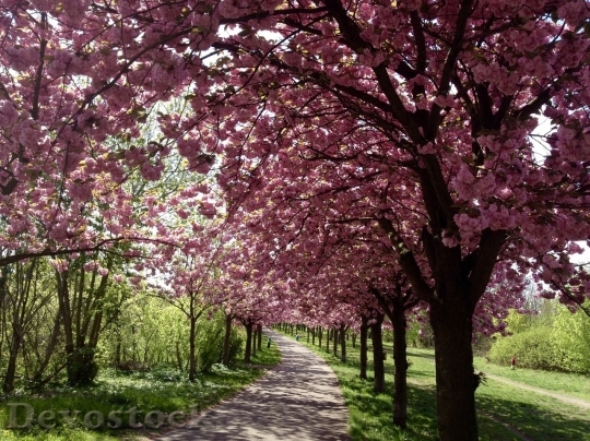 Devostock Cherry blossoms  (437)