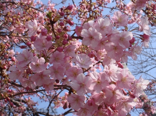 Devostock Cherry blossoms  (452)