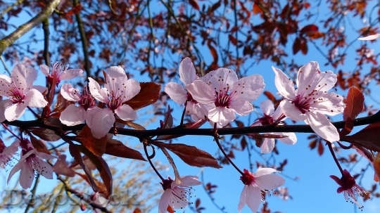 Devostock Cherry blossoms  (463)