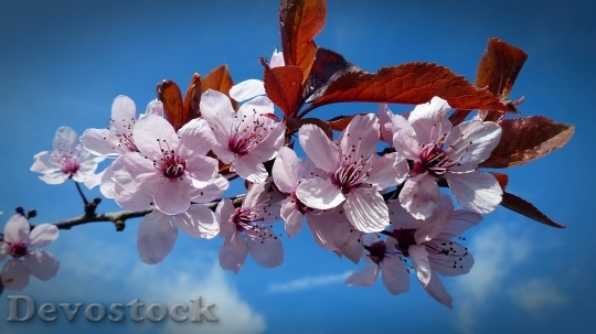Devostock Cherry blossoms  (464)