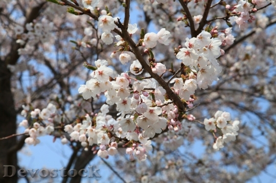 Devostock Cherry blossoms  (491)