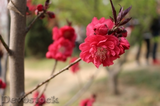 Devostock Cherry blossoms  (498)
