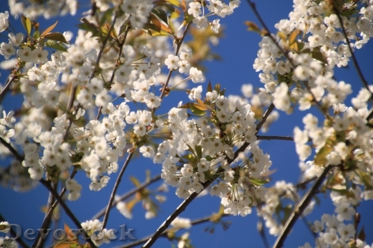 Devostock Cherry blossoms  (5)