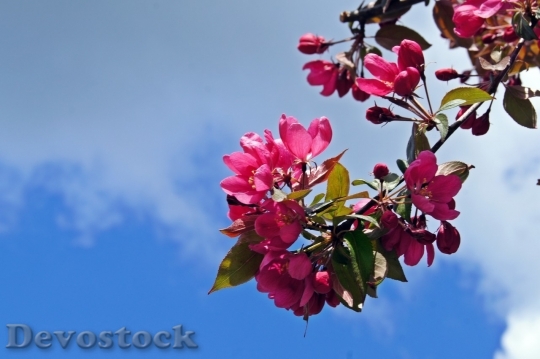 Devostock Cherry blossoms  (57)