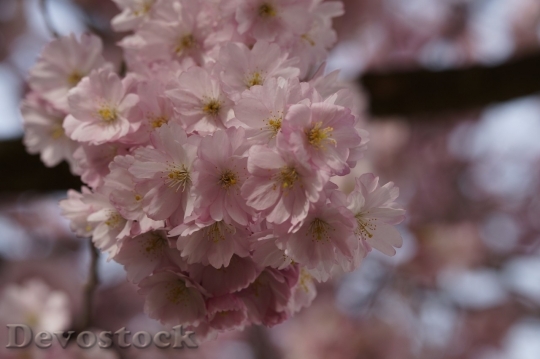Devostock Cherry blossoms  (71)