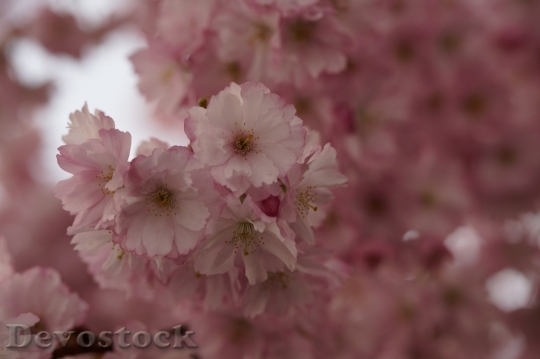 Devostock Cherry blossoms  (72)