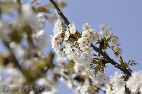 Devostock Cherry blossoms  (76)