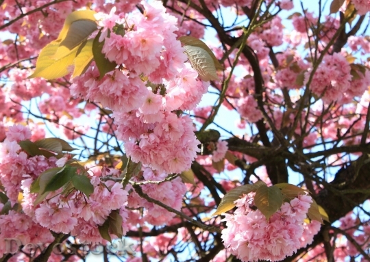 Devostock Cherry blossoms  (91)