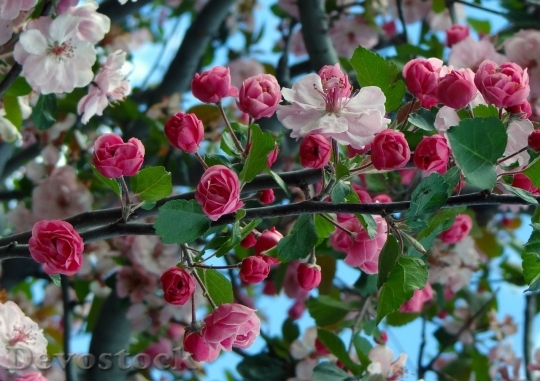 Devostock Cherry blossoms  (96)