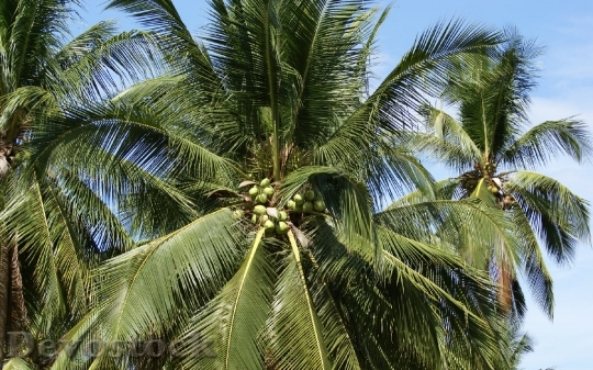 Devostock coconutpalms-dsc06012