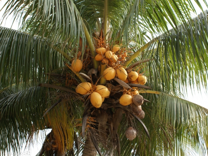 Devostock coconuts-dsc06987