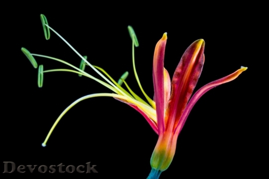 Devostock Colorful rare unique flowers  (99)