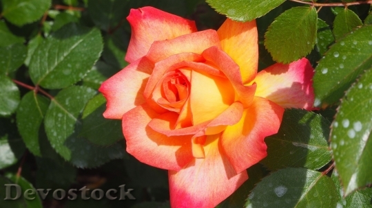 Devostock Colorful roses  (101)