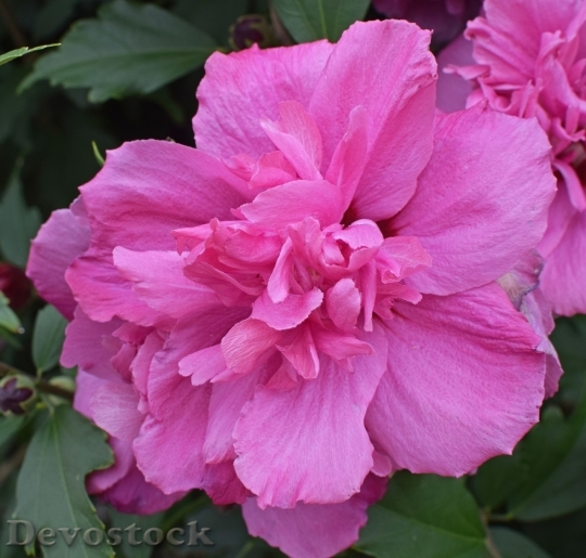 Devostock Colorful roses  (105)