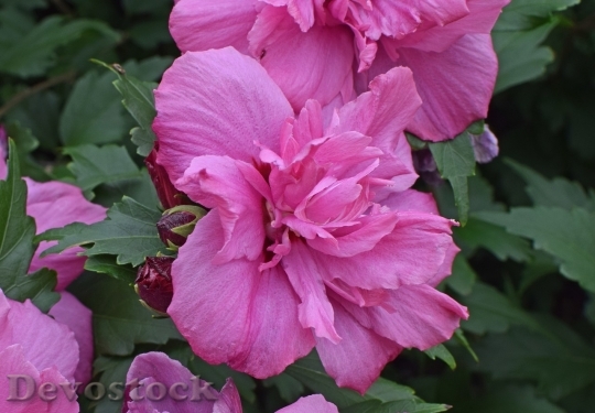 Devostock Colorful roses  (108)