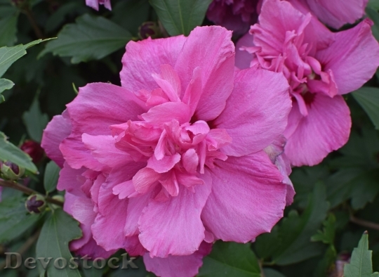 Devostock Colorful roses  (109)