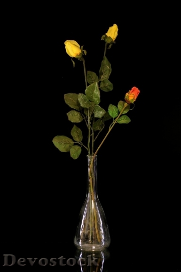 Devostock Colorful roses  (126)