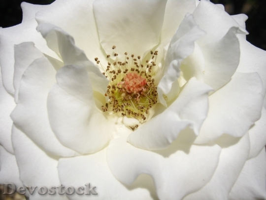 Devostock Colorful roses  (13)
