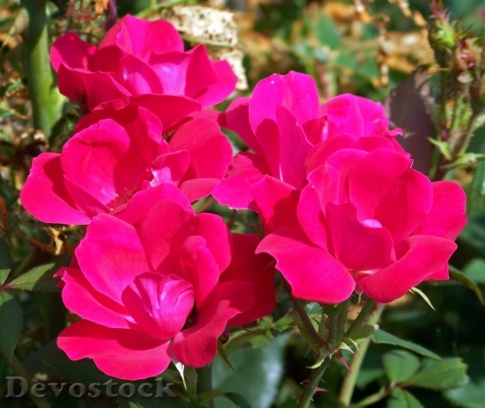 Devostock Colorful roses  (19)