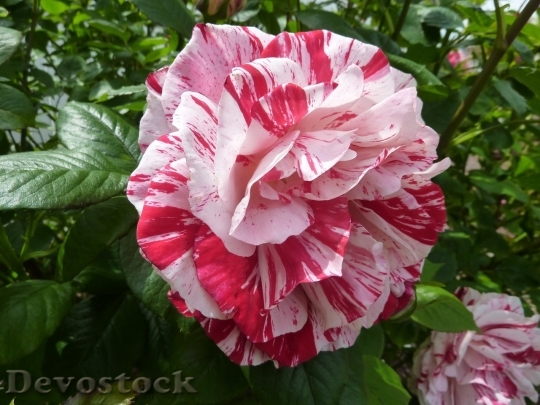 Devostock Colorful roses  (2)
