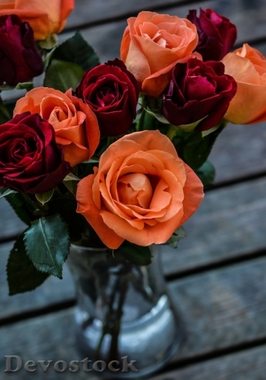 Devostock Colorful roses  (22)