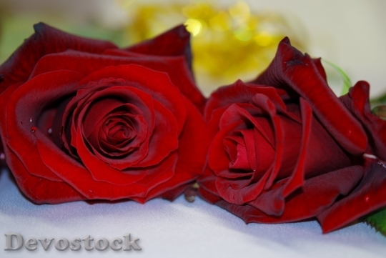 Devostock Colorful roses  (25)